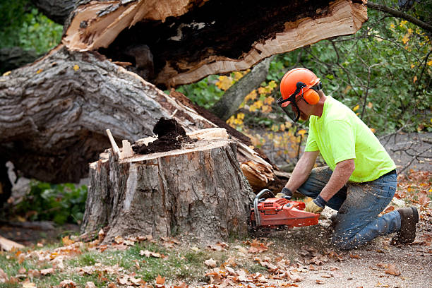 Tree and Shrub Care in San Bruno, CA